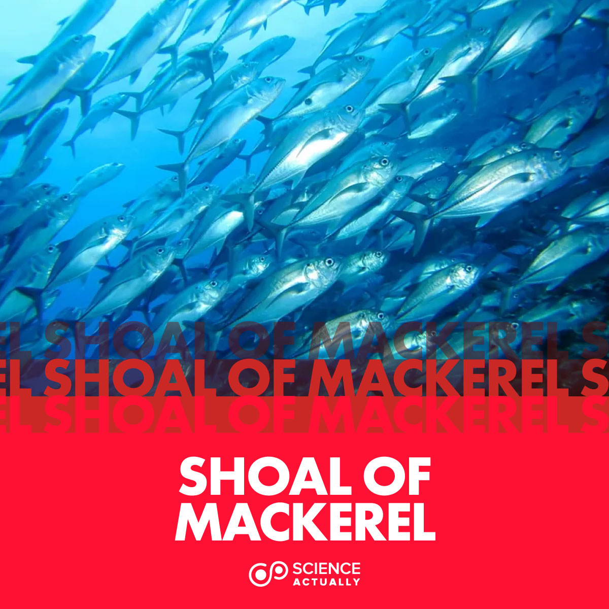 Collective Nouns Science Actually