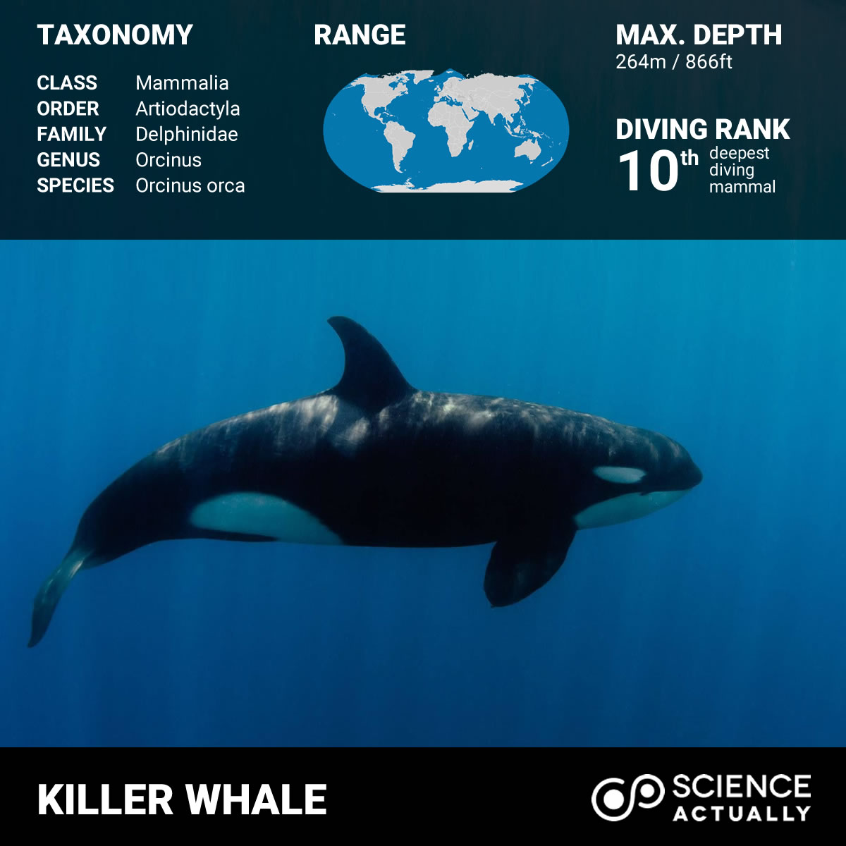 Top Ten Deepest Diving Animals Science Actually