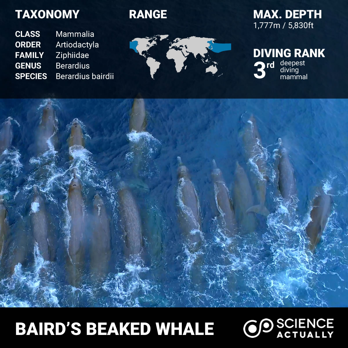 Top Ten Deepest Diving Animals Science Actually