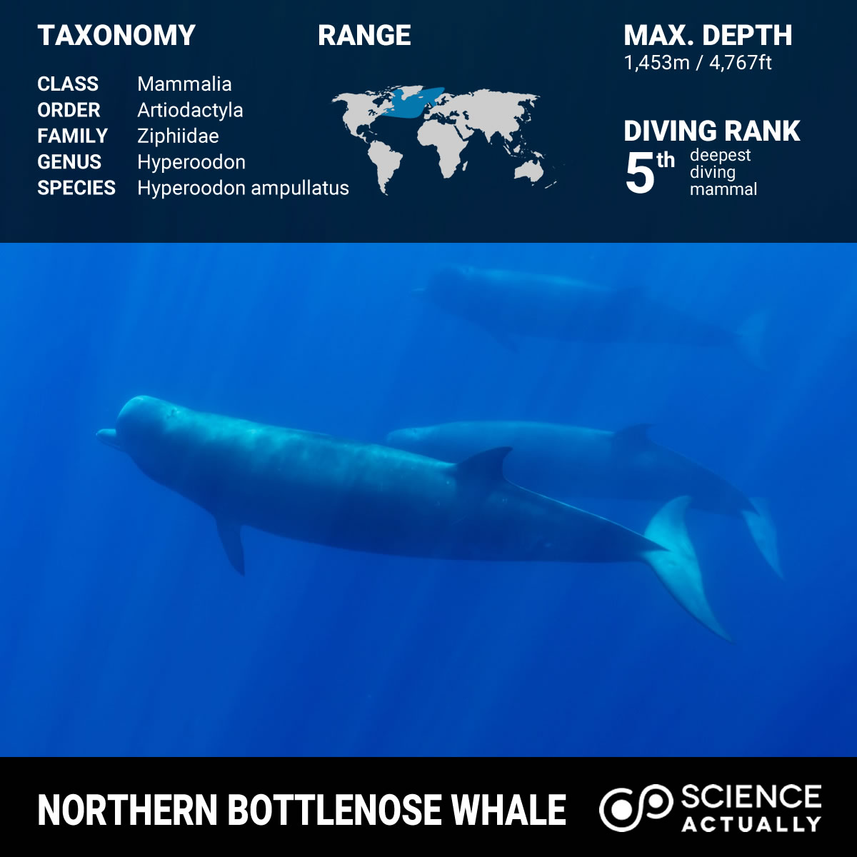 Top Ten Deepest Diving Animals Science Actually