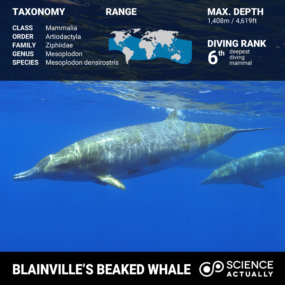 Top Ten Deepest Diving Animals Science Actually