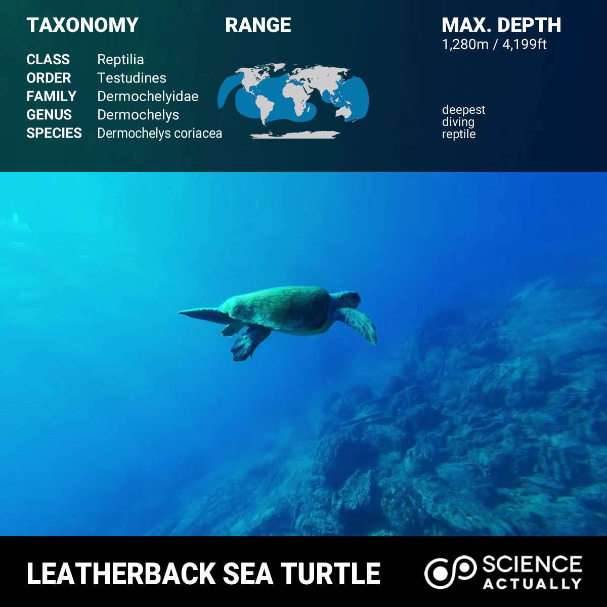 Top Ten Deepest Diving Animals Science Actually